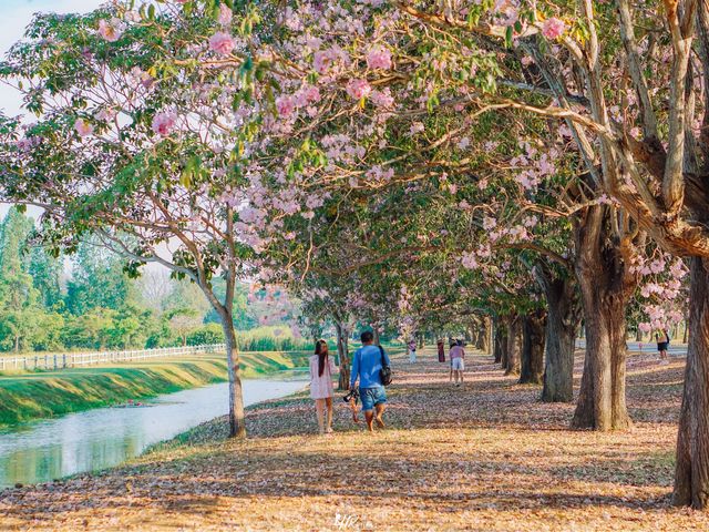 ดอกชมพูพันธุ์ทิพย์ กำลังบาน 🌸🌸🌸