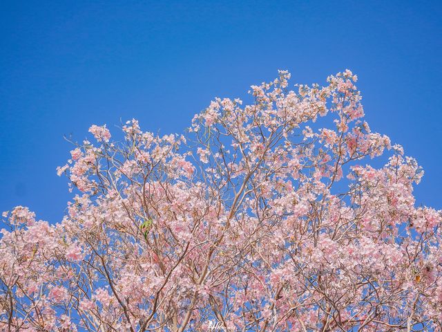 ดอกชมพูพันธุ์ทิพย์ กำลังบาน 🌸🌸🌸