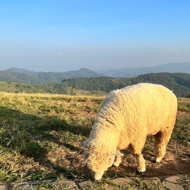 เชียงราย