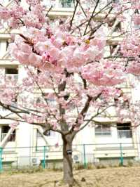 【旧中川の桜/東京都】河津桜と大寒桜、スカイツリーも楽しめる！