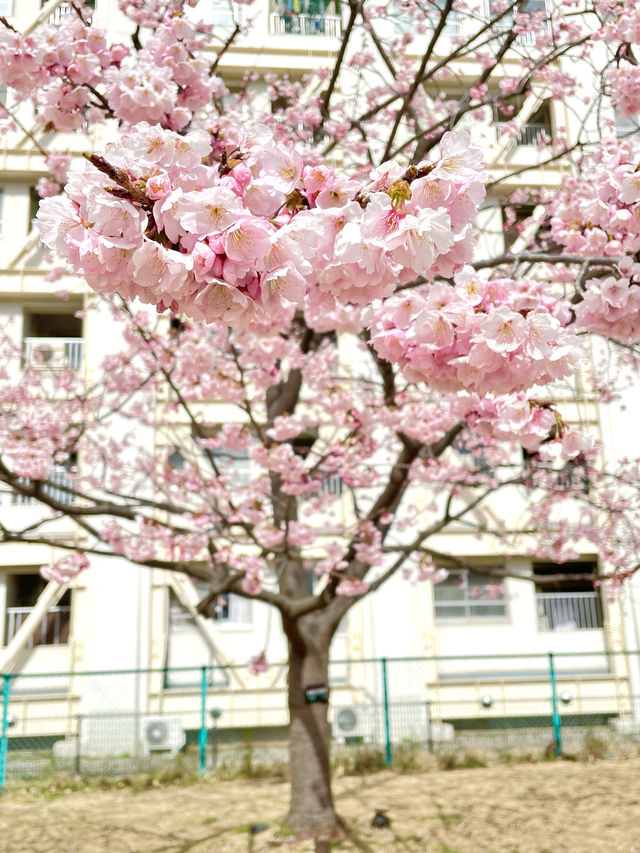 【旧中川の桜/東京都】河津桜と大寒桜、スカイツリーも楽しめる！