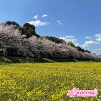 桜と菜の花のコラボが絶景