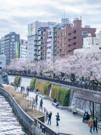 就在淺草！東京最容易去的賞櫻景點、隅田公園