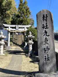 【九重神社/埼玉県】川口市指定の保存樹木「スダジイ」が圧巻！