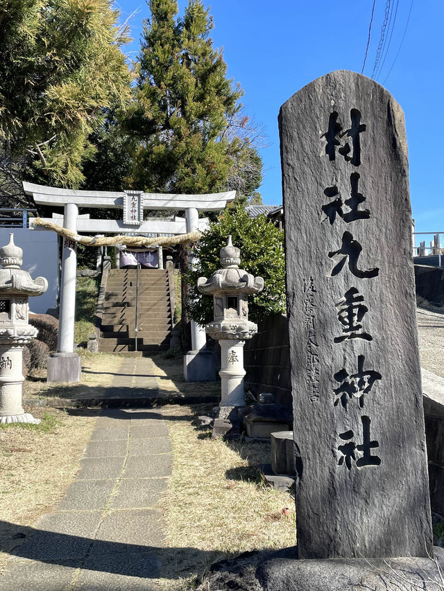 【九重神社/埼玉県】川口市指定の保存樹木「スダジイ」が圧巻！