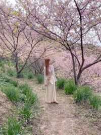 千葉の河津桜🌸佐久間ダム湖