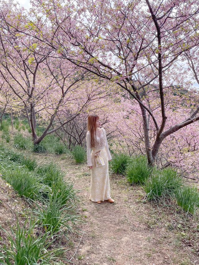 千葉の河津桜🌸佐久間ダム湖