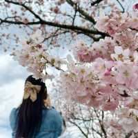 【神奈川】一足先に春の桜道🌸春めき桜穴場スポット！