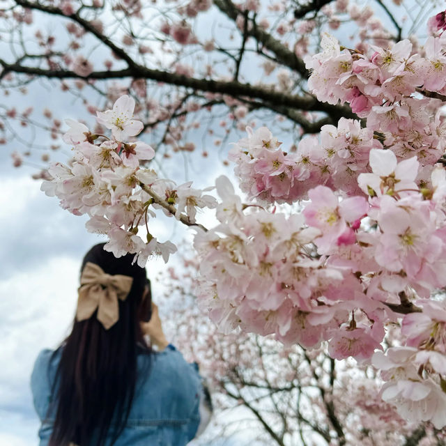 【神奈川】一足先に春の桜道🌸春めき桜穴場スポット！