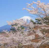 Lake Shoji 🌸