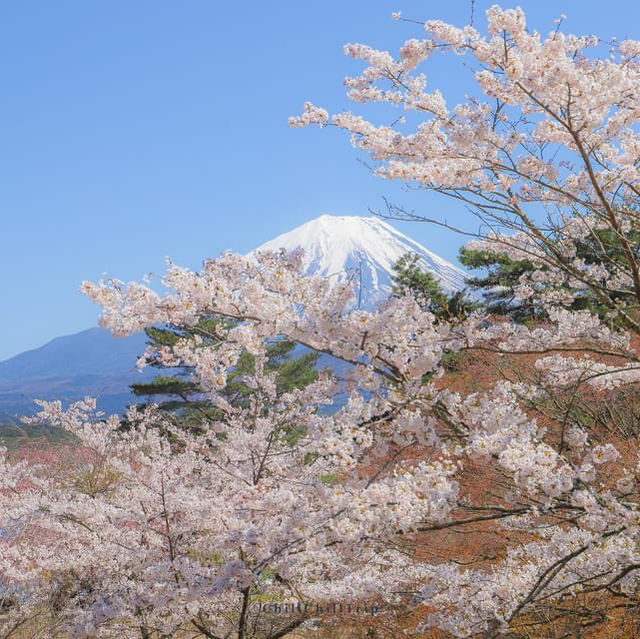 Lake Shoji 🌸