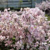 名古屋駅で気軽にお花見を楽しめる無料スポット🩷🌸🩷