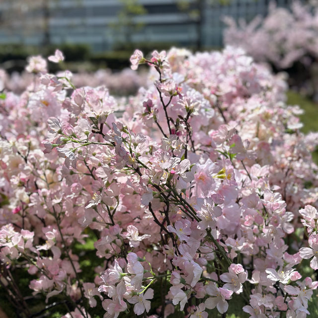 名古屋駅で気軽にお花見を楽しめる無料スポット🩷🌸🩷