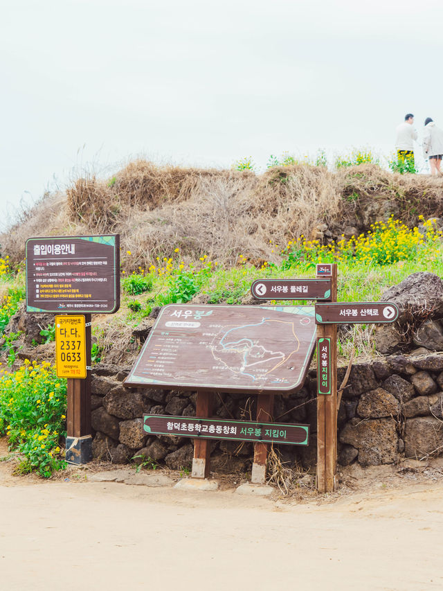 🌼제주 동쪽 유채+바다+노을 명소 [서우봉]☀️