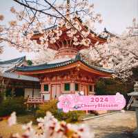 Tsubosaka Dera Temple Cherry 🌸 Blossom