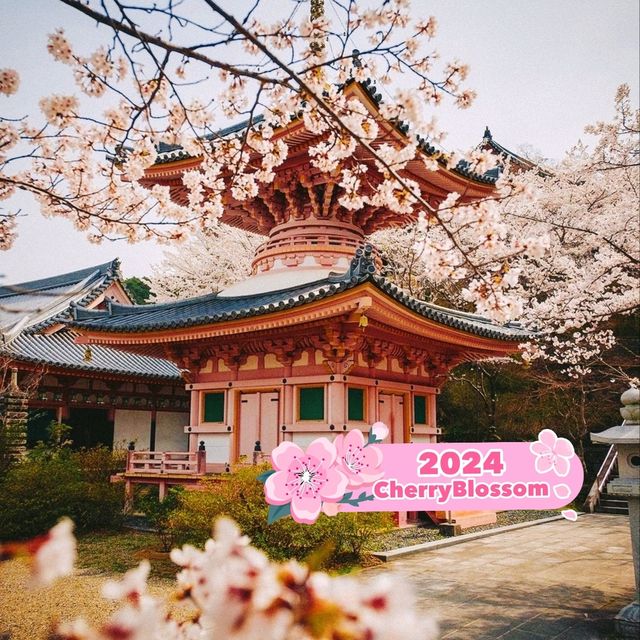 Tsubosaka Dera Temple Cherry 🌸 Blossom