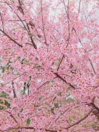 เชียงใหม่ก็มีดอกซากุระ 🌸