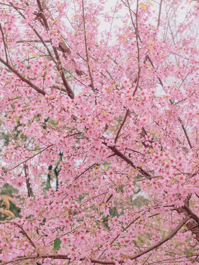 เชียงใหม่ก็มีดอกซากุระ 🌸