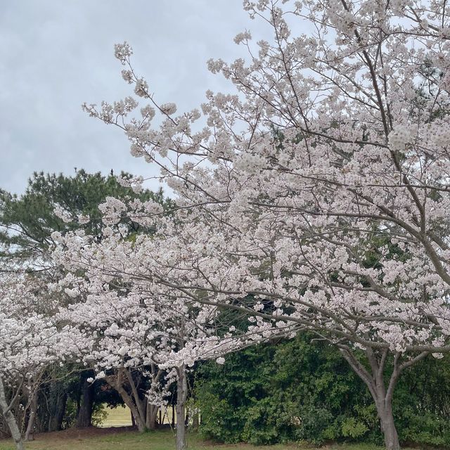 🌸ชมพูฟ้าสุดพาสเทลเมื่อซากุระบานพร้อมเนโมฟีลา🌸