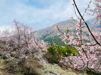 Cherry blossoms dotting the landscape.