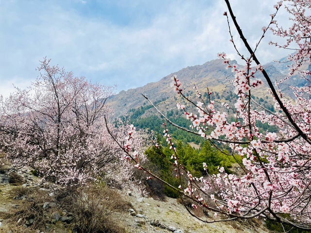 Cherry blossoms dotting the landscape.