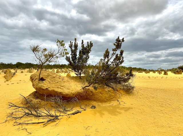 The Pinnacles Desert