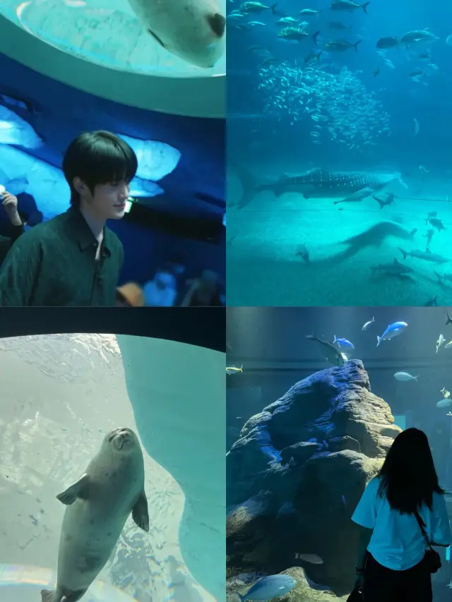 Following Jaehyun from NCT at Kaiyukan Aquarium.