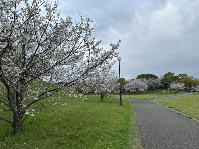 福岡・東区。さくらの並木道がオススメ。春の『みなと100年公園』
