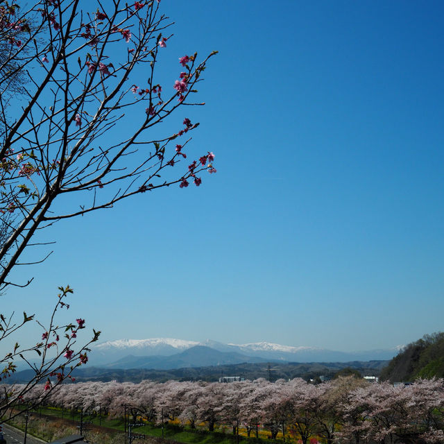 ทีมซากุระสงกรานต์ที่ภูมิภาค Tohoku (Funaoka)