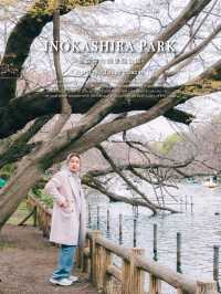 🌸 ปั่นเรือหงส์ ชมซากุระที่ Inokashira Park