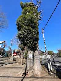 【本多八幡神社/東京都】朱塗りのコンクリート社殿と夫婦木