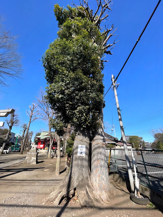 【本多八幡神社/東京都】朱塗りのコンクリート社殿と夫婦木