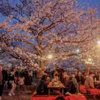 🇯🇵 Maruyama park | Dining under magnificent sakura tree 🎄