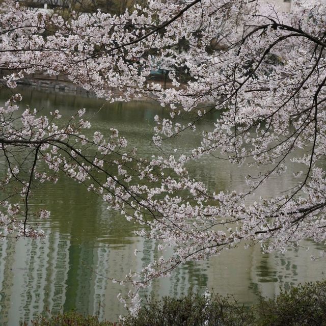 벚꽃터널이 있는 산책코스