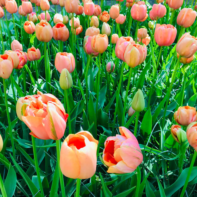 Blooming Paradise: Exploring Keukenhof's Spring Symphony