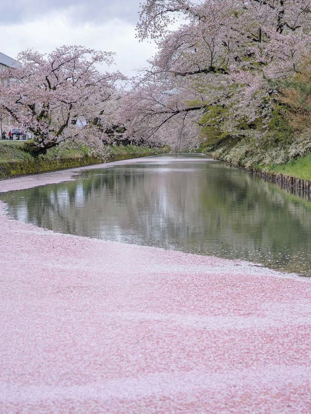弘前公園裡的櫻花戀歌