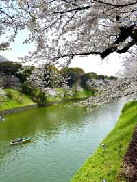 東京　東京観光　千鳥ヶ淵緑道の桜並木は最高！
