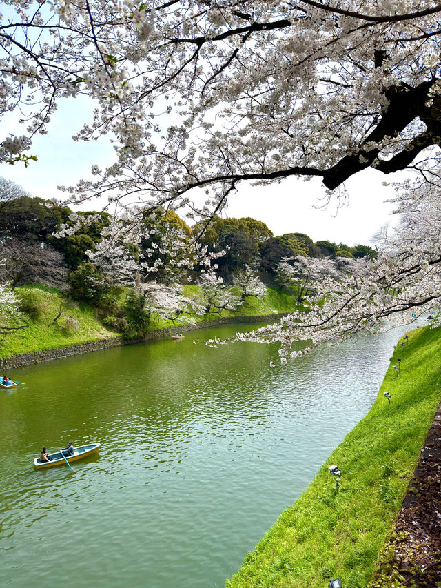 東京　東京観光　千鳥ヶ淵緑道の桜並木は最高！