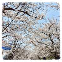 First sightings of Cherry Blossom 🌸 in Seoul!