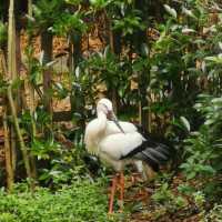 吉隆坡飛禽公園：熱帶鳥語花香，適合感受大自然生命力的理想場所