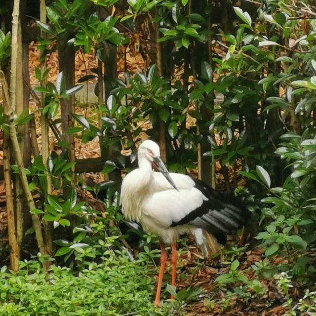 吉隆坡飛禽公園：熱帶鳥語花香，適合感受大自然生命力的理想場所