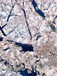 🌸경기도 벚꽃 명소 - 수원 팔달문 / 구 경기도청 