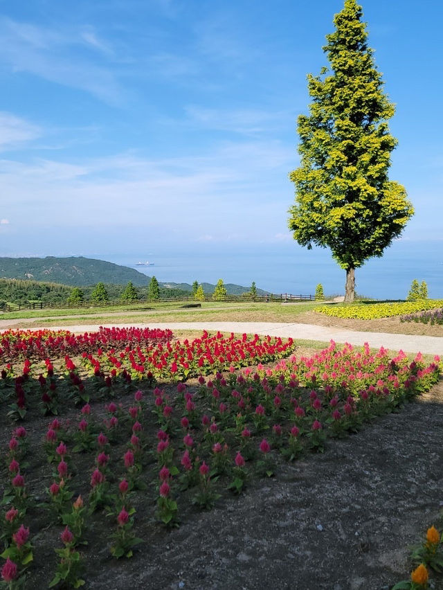 淡路島　大パノラマのお花畑を楽しめる公園🌷