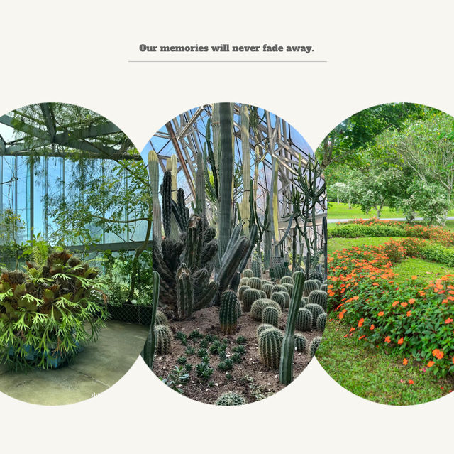 「沖繩東南植物樂園：珍稀植物，科普教育，豐富遊園體驗」