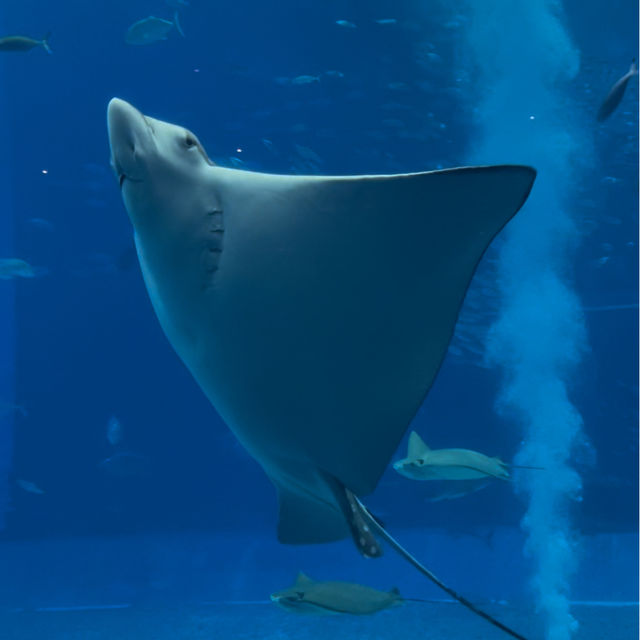 【沖縄観光】優雅に泳ぐジンベイザメが魅力の水族館