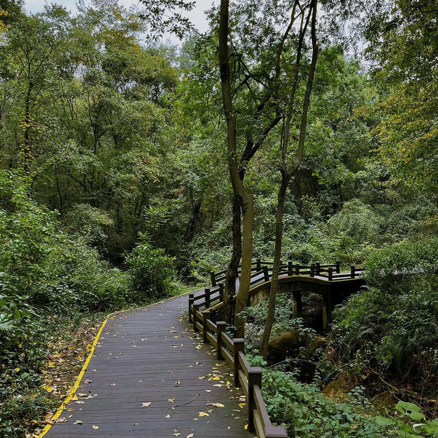 見晴懷古步道：驚艷自然景緻，遊客喜愛的高山步道