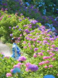 【千葉】どっから見ても紫陽花だらけ😍 250品種・10,000株以上の紫陽花がお出迎え✨