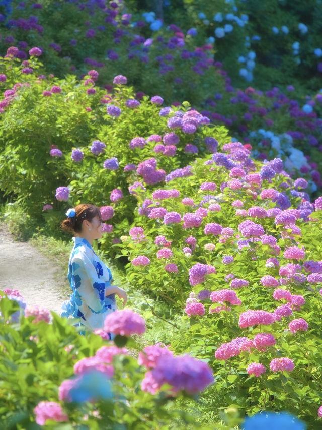 【千葉】どっから見ても紫陽花だらけ😍 250品種・10,000株以上の紫陽花がお出迎え✨