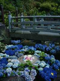 【奈良】期間限定‼️ 梅雨の時期が1番見応えあり😍映えまくり寺院✨