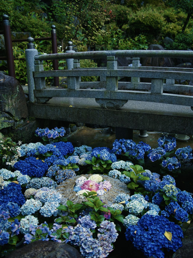 【奈良】期間限定‼️ 梅雨の時期が1番見応えあり😍映えまくり寺院✨